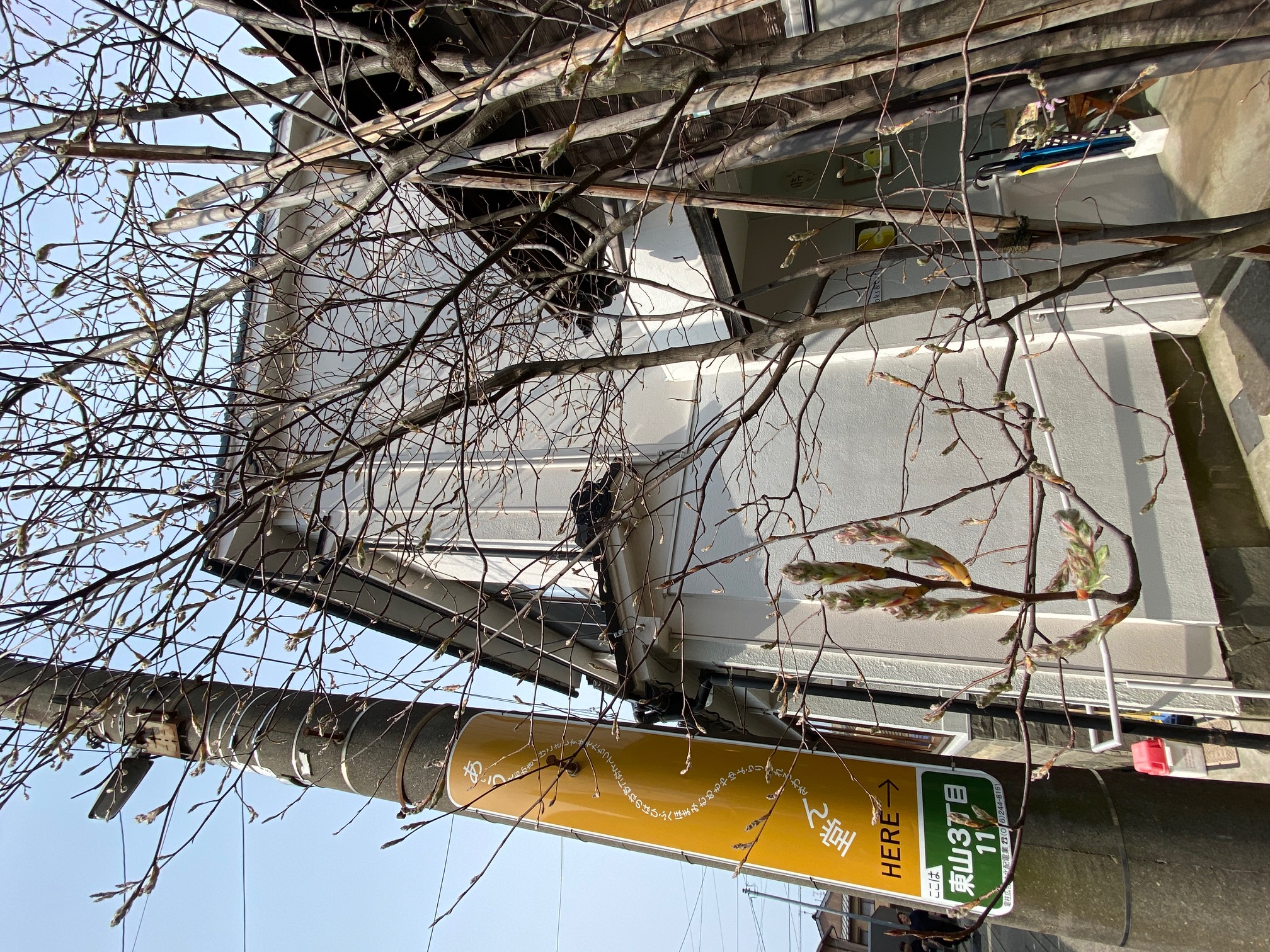 734/1095 ＊蕾（つぼみ）ふくらむ１（3月31日）