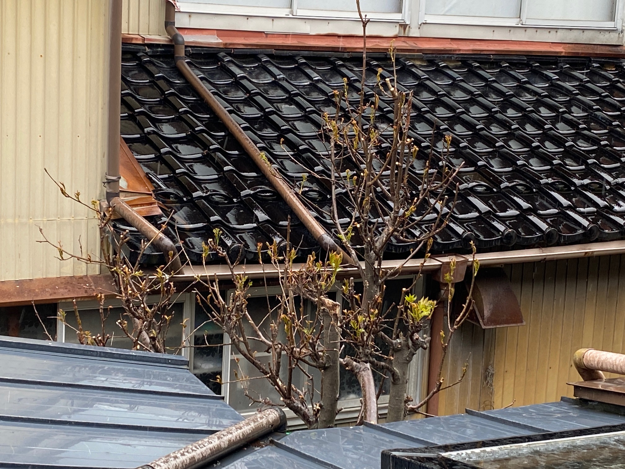 370/1095 ＊梅は咲いたか、桜はまだか３（4月1日）