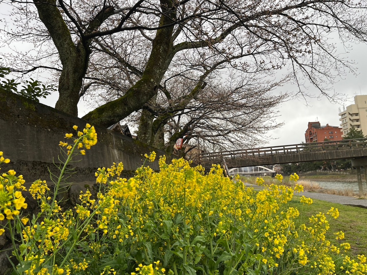 365/1095 ＊梅は咲いたか、桜はまだか２（3月27日）