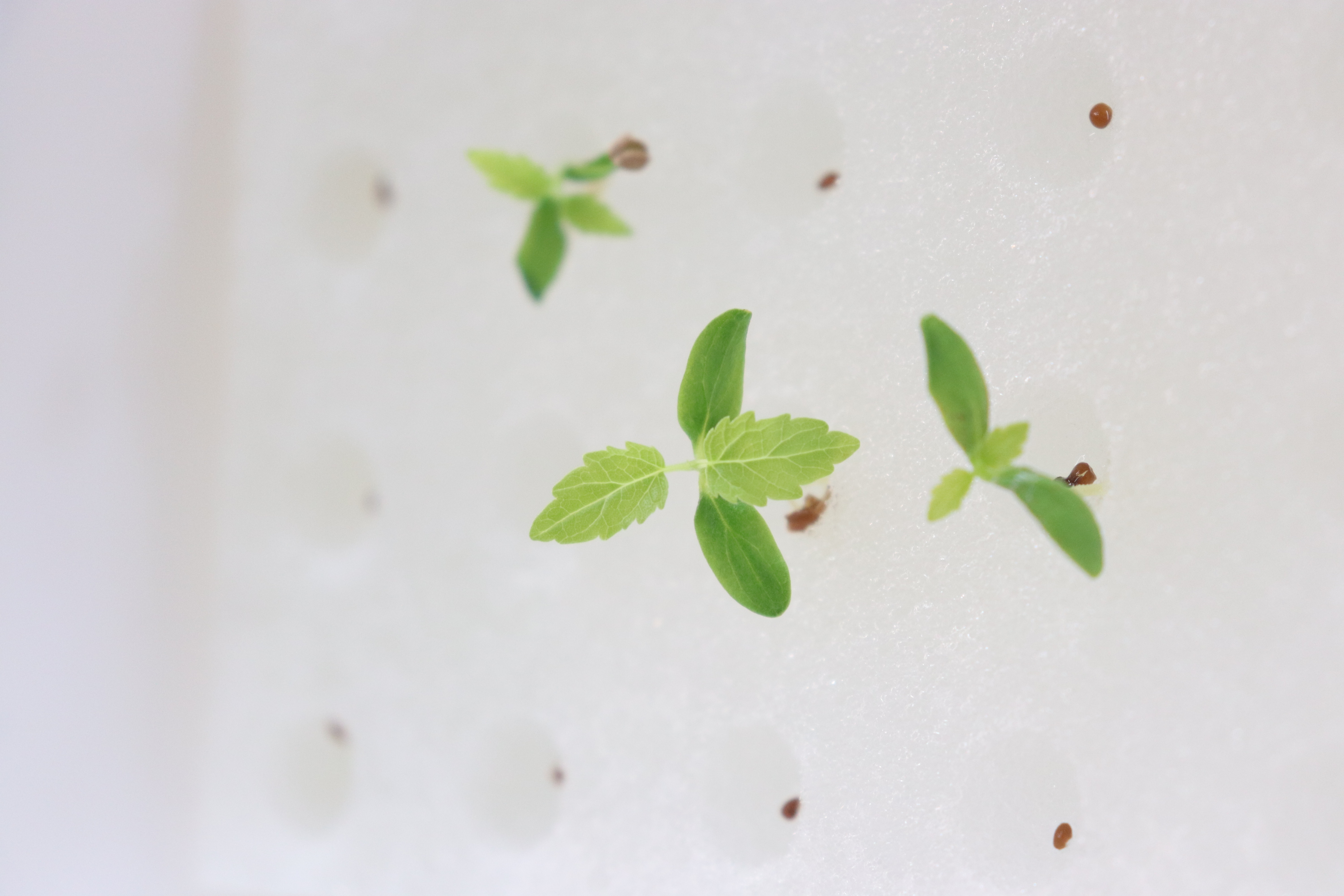 サラ桑の成長記録♪