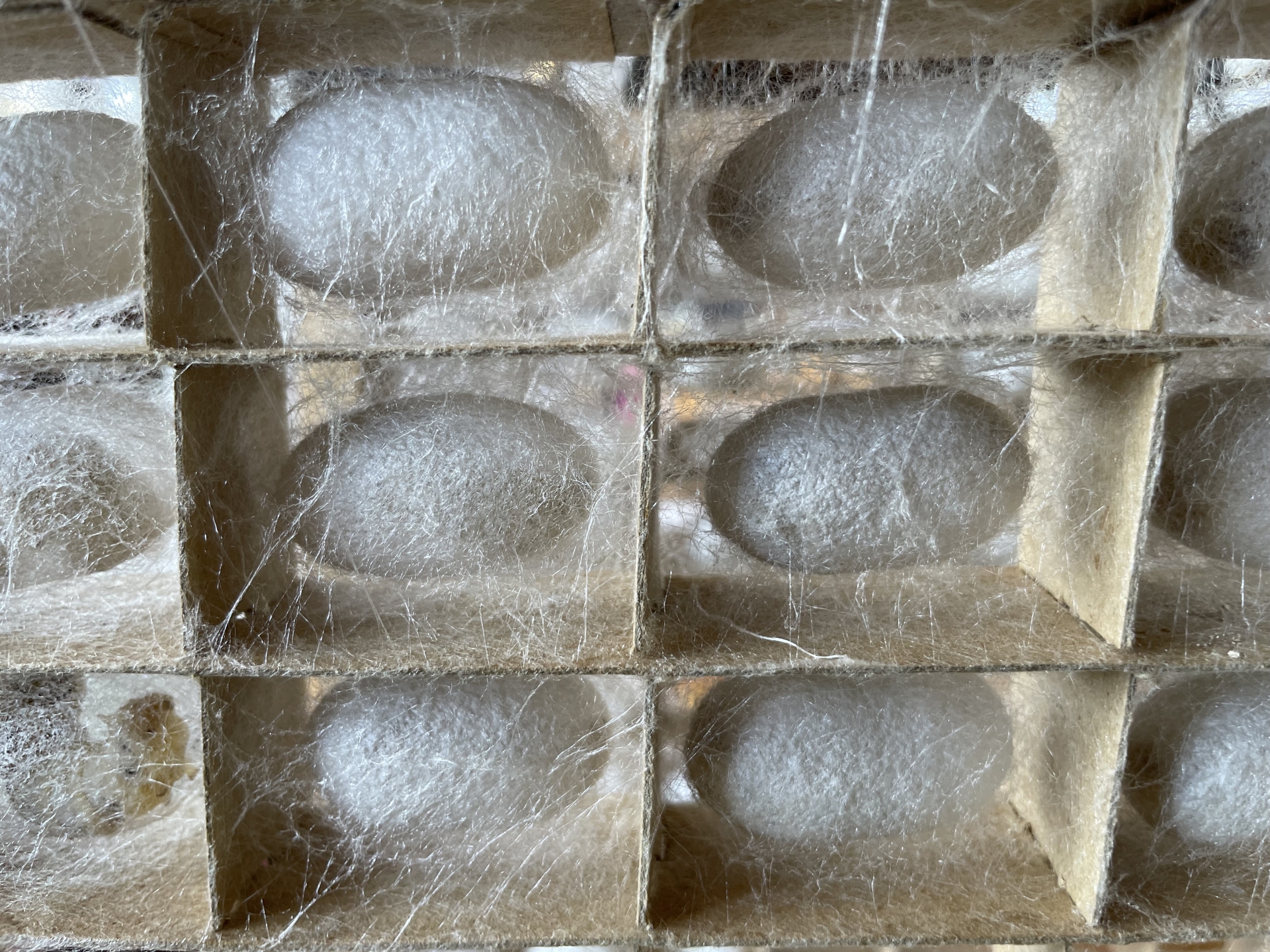 生糸だけじゃない⁉️あまり知られていないお蚕の天然繊維❗