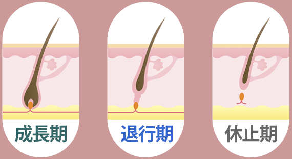 まつ毛美容液はなぜ必要？毛周期と栄養の関係