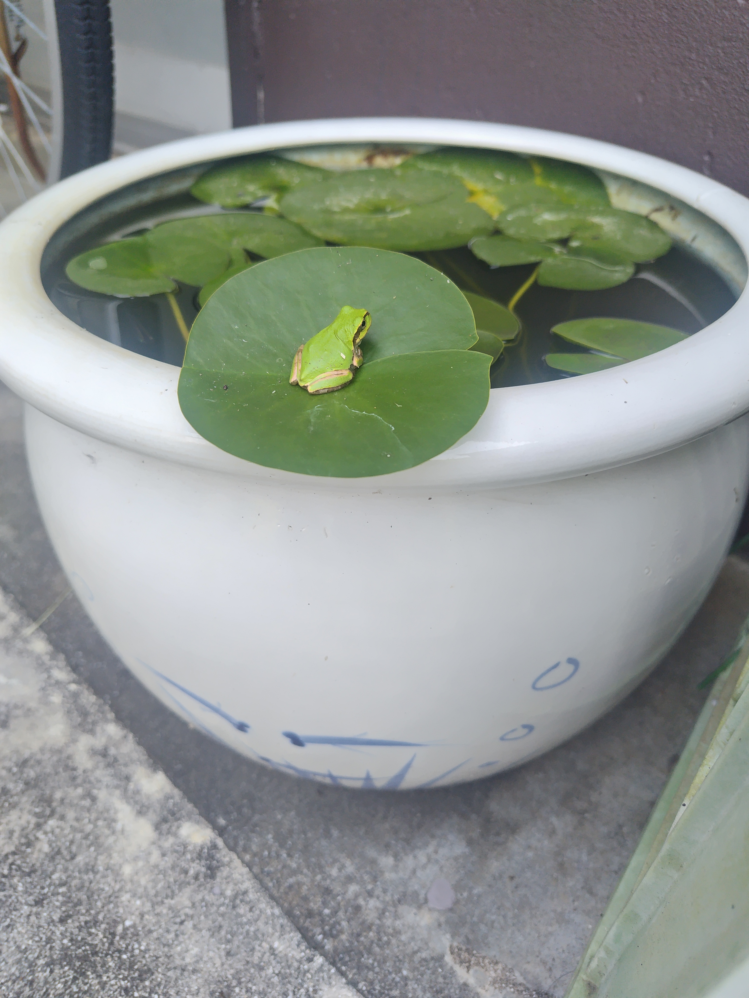 夏のお客さま