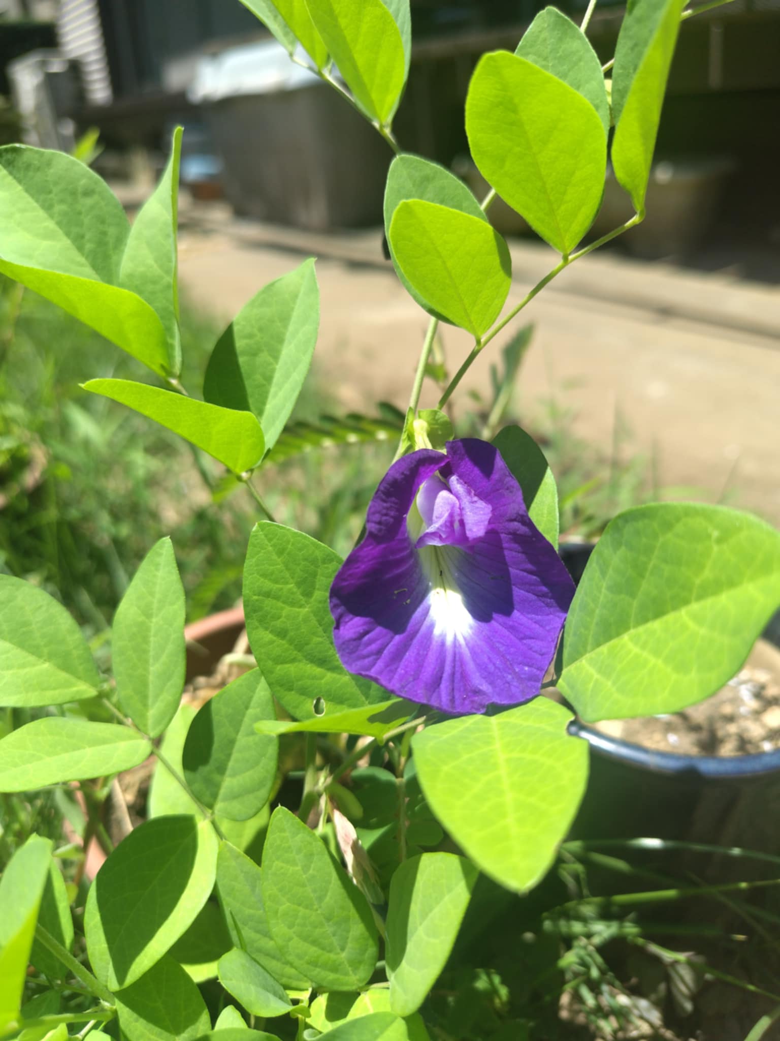 「魔法のランプ」のお花が咲きました！