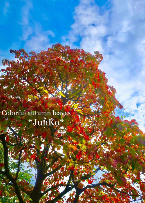 紅葉狩りのすすめvol2