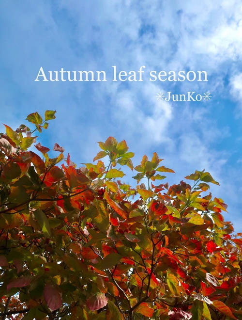 紅葉狩りのすすめvol1