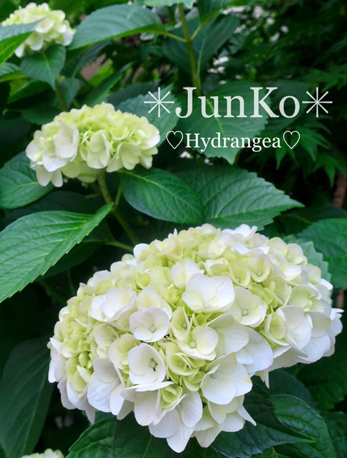 6月は虫歯予防月間ですVol1