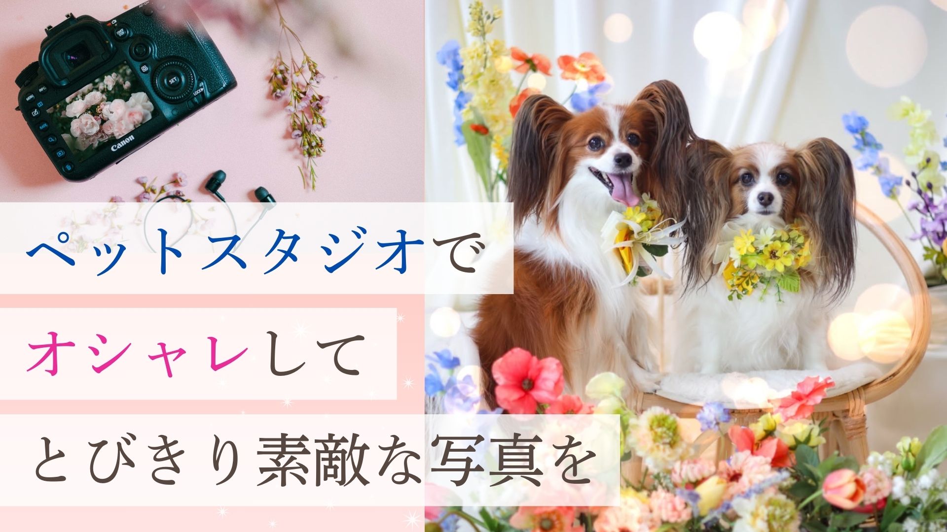 ペットスタジオで特別な思い出を残しましょう 📸✨