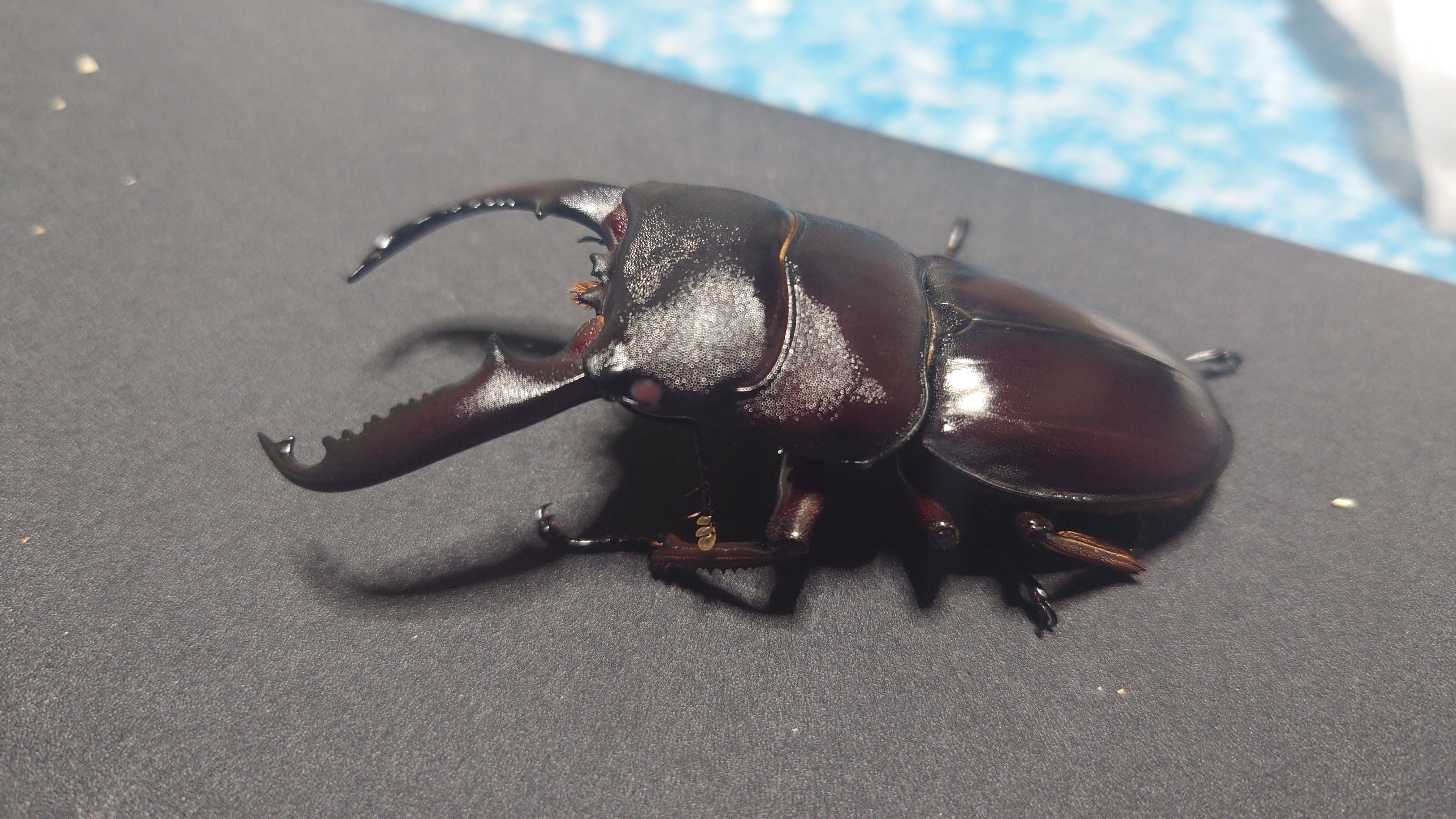 パラワンオオヒラタ