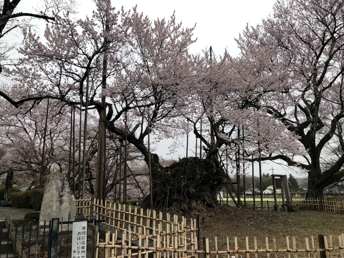 【2025年】山高神代桜 3月29日時点の開花状況