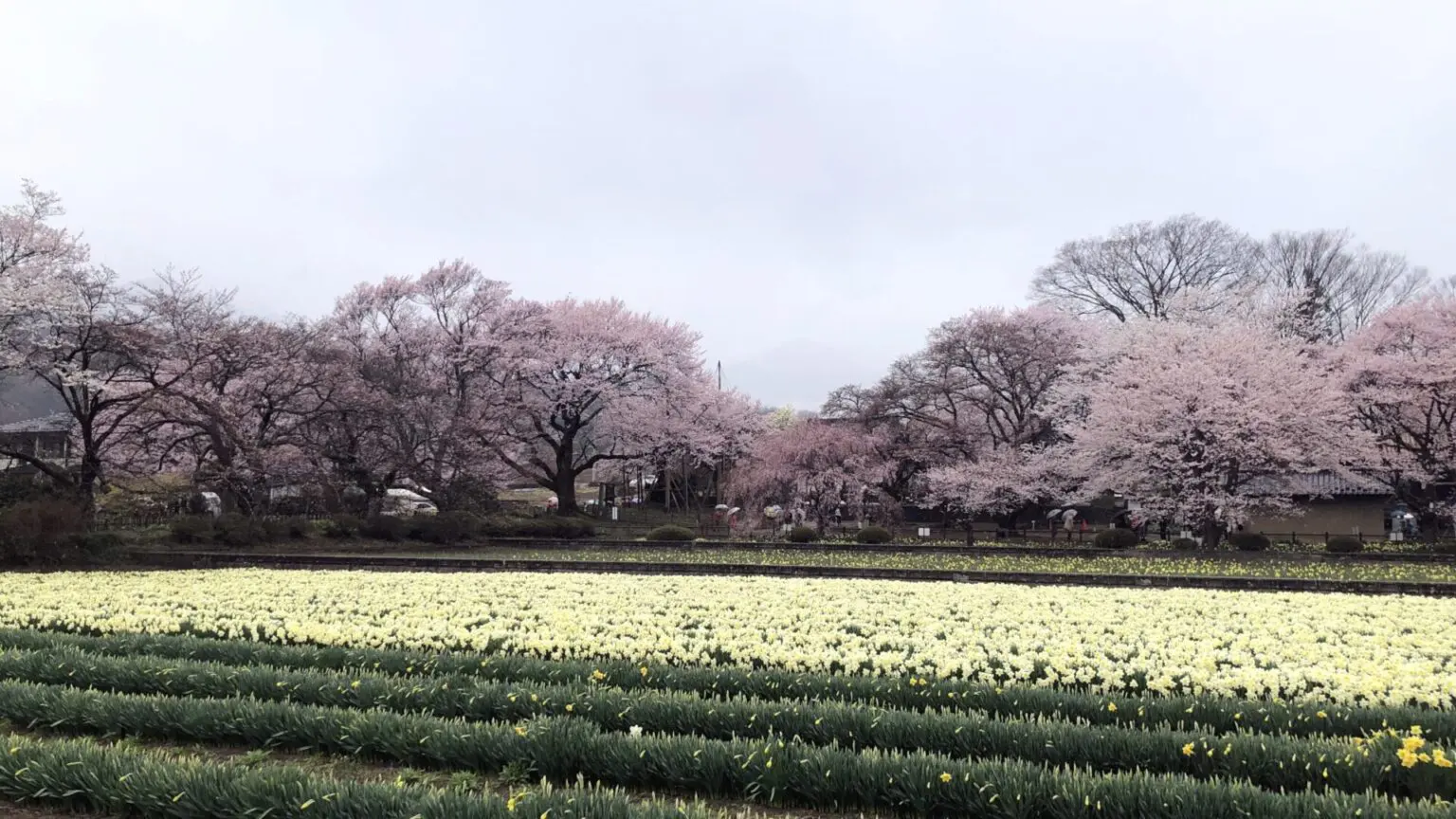 【2025年】山高神代桜 桜まつりにおける注意点について