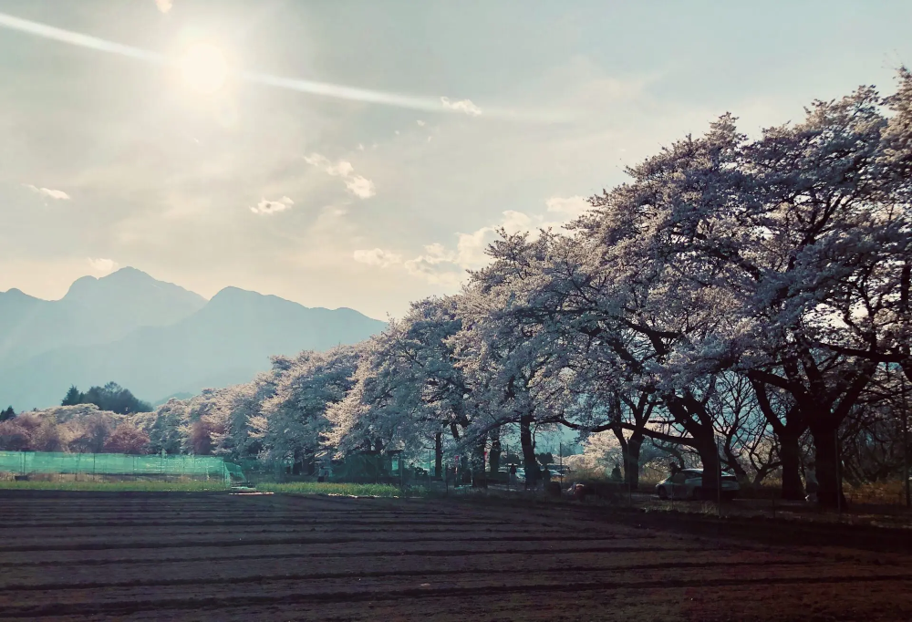 【2025年】真原(さねはら)桜並木も満開です