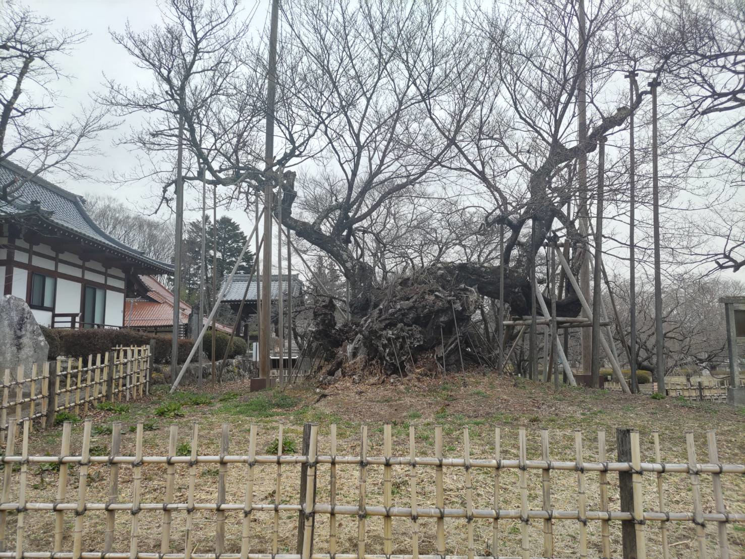 【2025年】山高神代桜 3月15日時点の開花状況