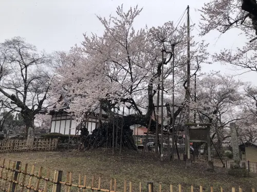 【2025年】山高神代桜 4月1日時点の開花状況