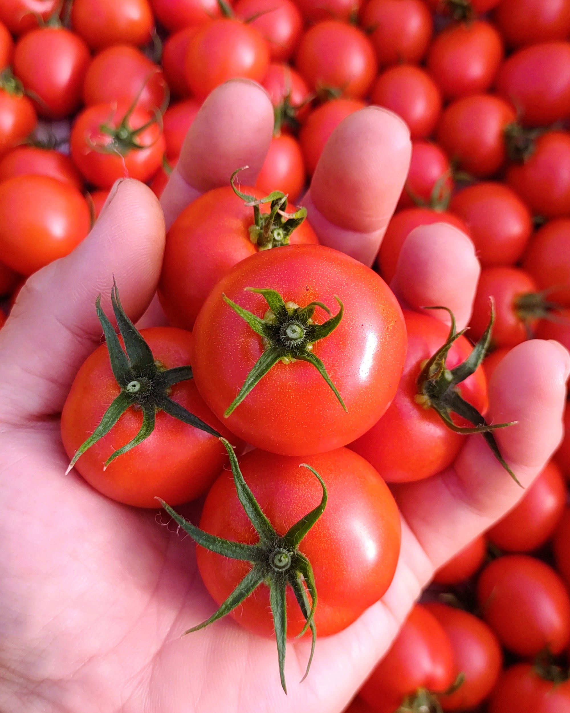 秋の訪れと共にトマトの味ものってきた🍅