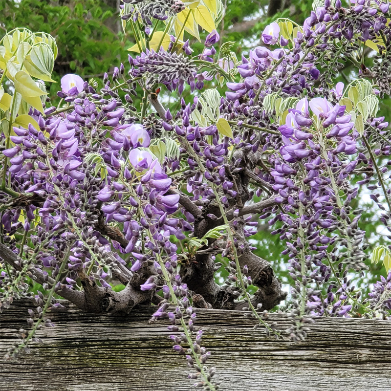 桜の花が散りましたが、藤の花が咲き始めました。