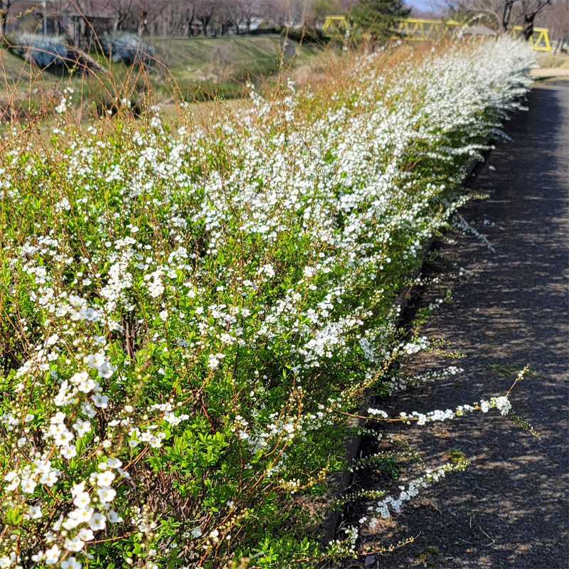 桜と同時に雪柳も開花しました。