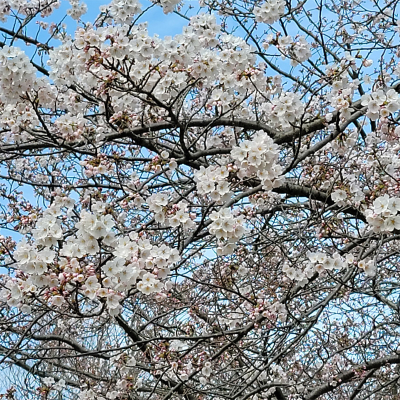 今日は雨降りで花冷えでした。寒いので外出ませんでしたので、昨日の桜です。