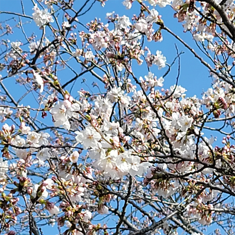 桜も本日開花しました。今日は気温が上がり上着が無くても寒くなっかです。