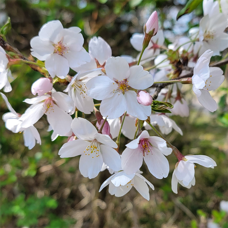 桜が満開になったと思います。2，3枚花びらが落ちてました。