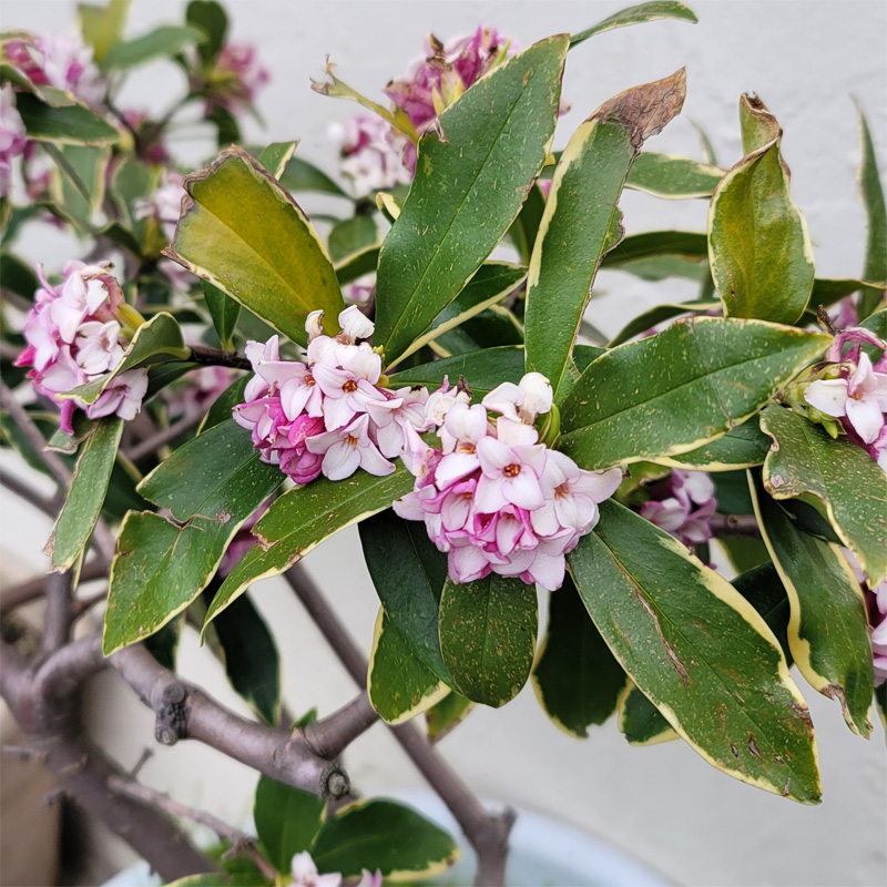 春の香り沈丁花です。　見た目はあまり褒められませんが、本当にいい香りです。