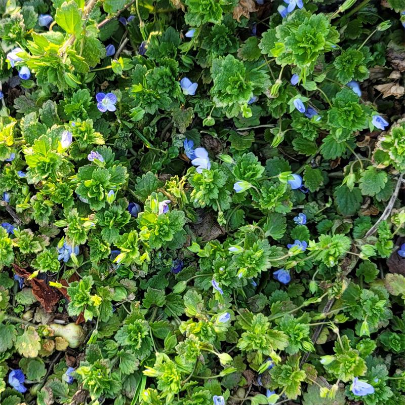 この花の名前はなんと言うのでしょうか？　毎年疑問に思います。