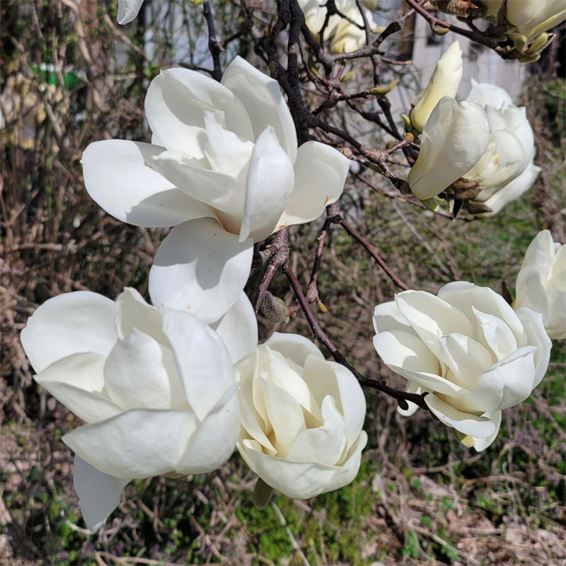 モクレンって桜より早く咲くんですね。