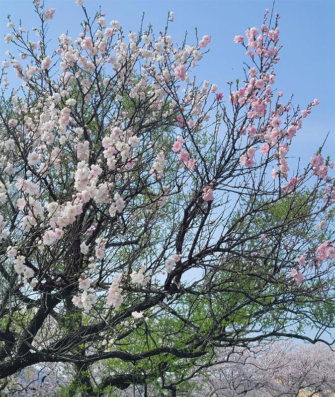 接ぎ木でもしたのでしょうか？1本の木に2色の桜が咲いていました。