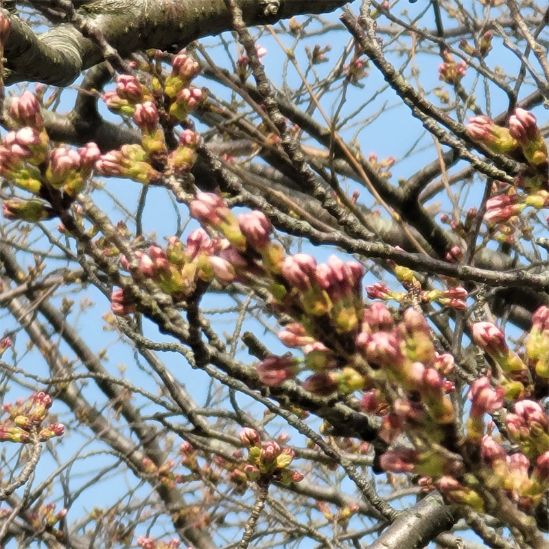 桜の開花スピードはとても速い！　「新潟市西蒲区巻乙」
