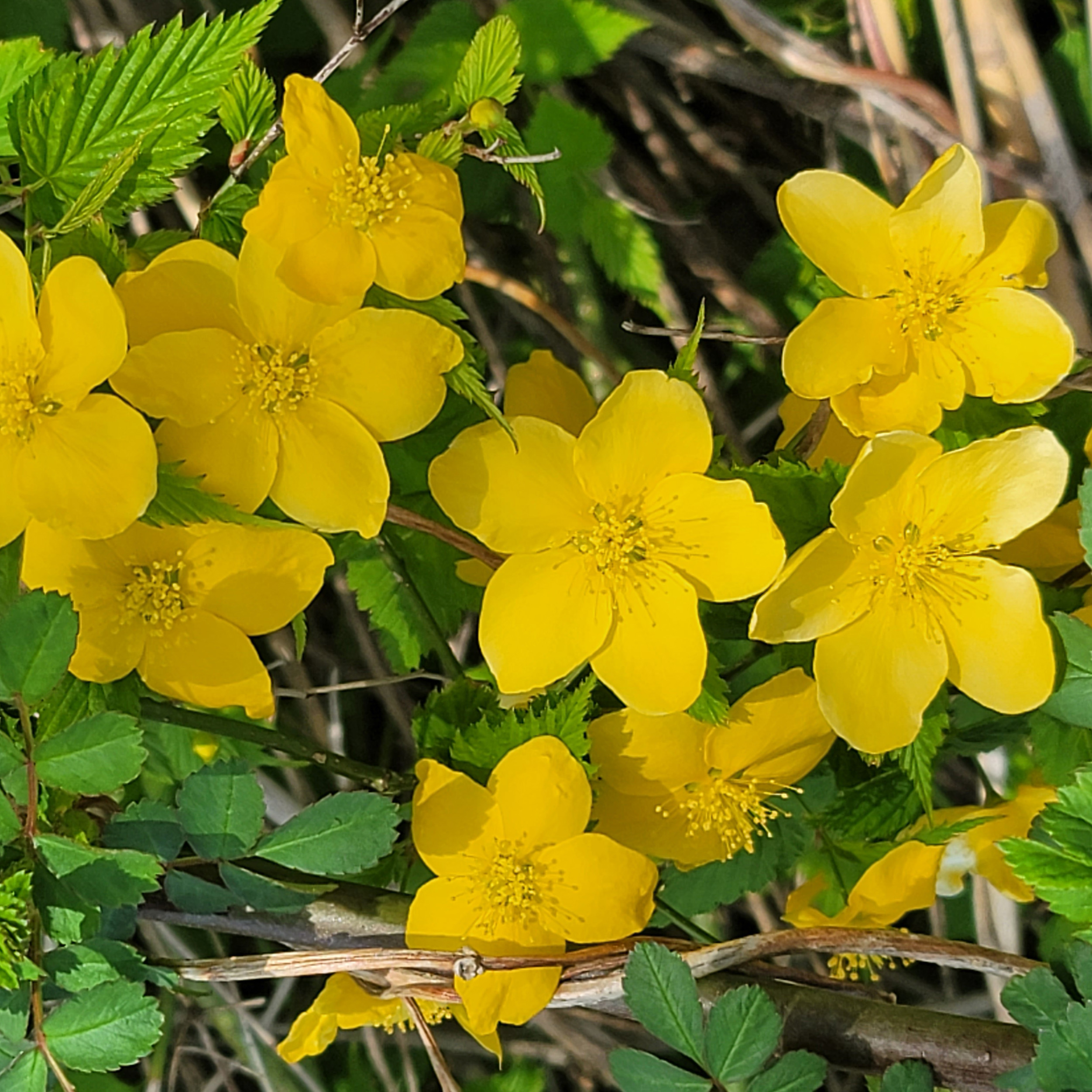 桜の花びらが散りはじめましたが、次に咲き始めたのがヤマブキです。春の黄色は目立ちます