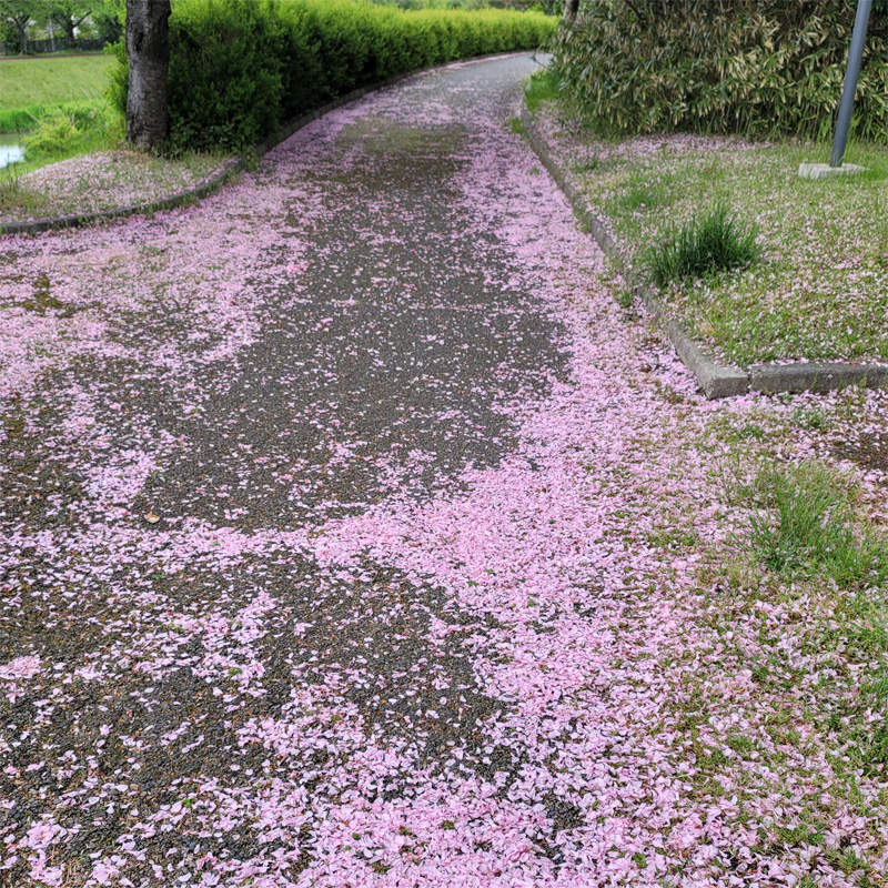 桜の花びらがすべて散ってしまいました。桜ロード