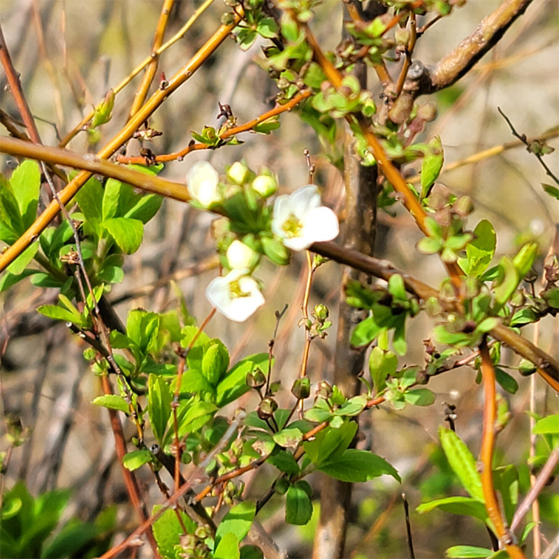 植物の生き残り戦略ですね。桜が咲く前に雪柳の一部が咲いていました。