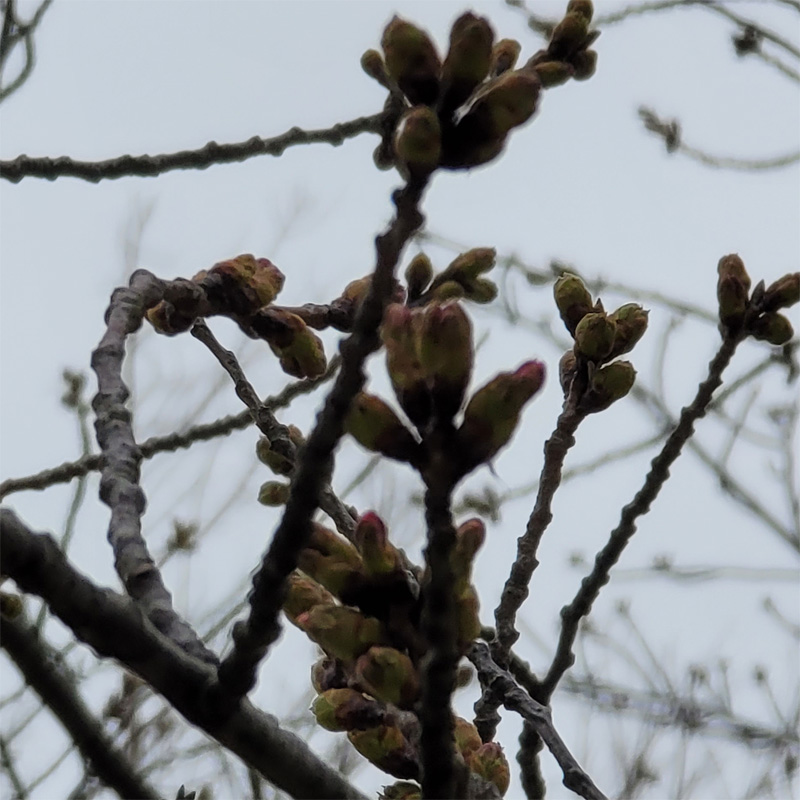 桜のつぼみがふくらんできました。場所は「新潟県西蒲区巻」です。