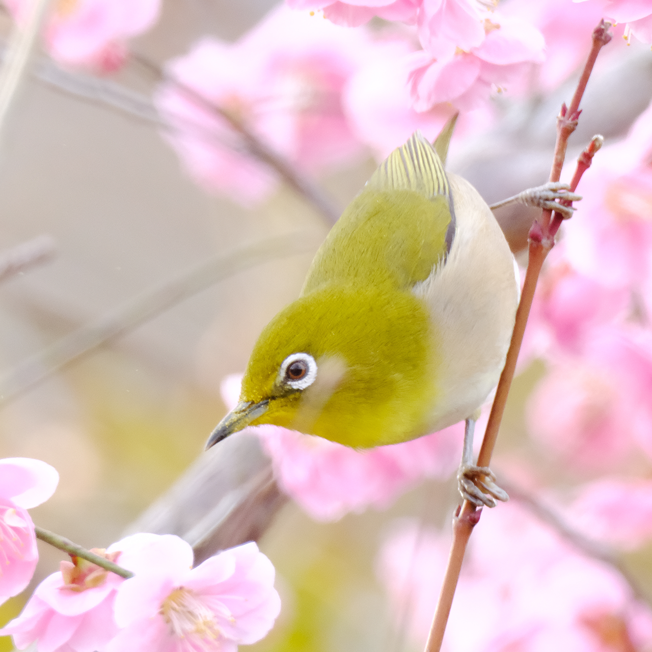 出雲も春らしい季節を迎えました。