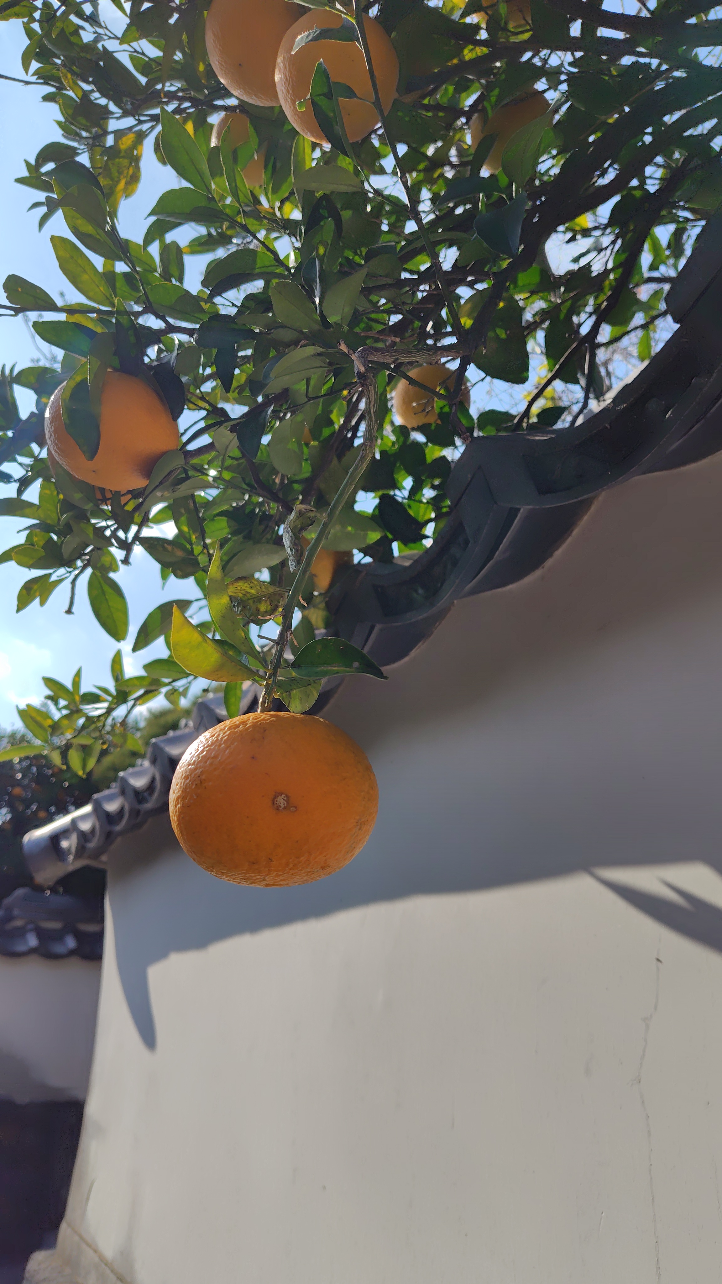 萩焼まつり 2026