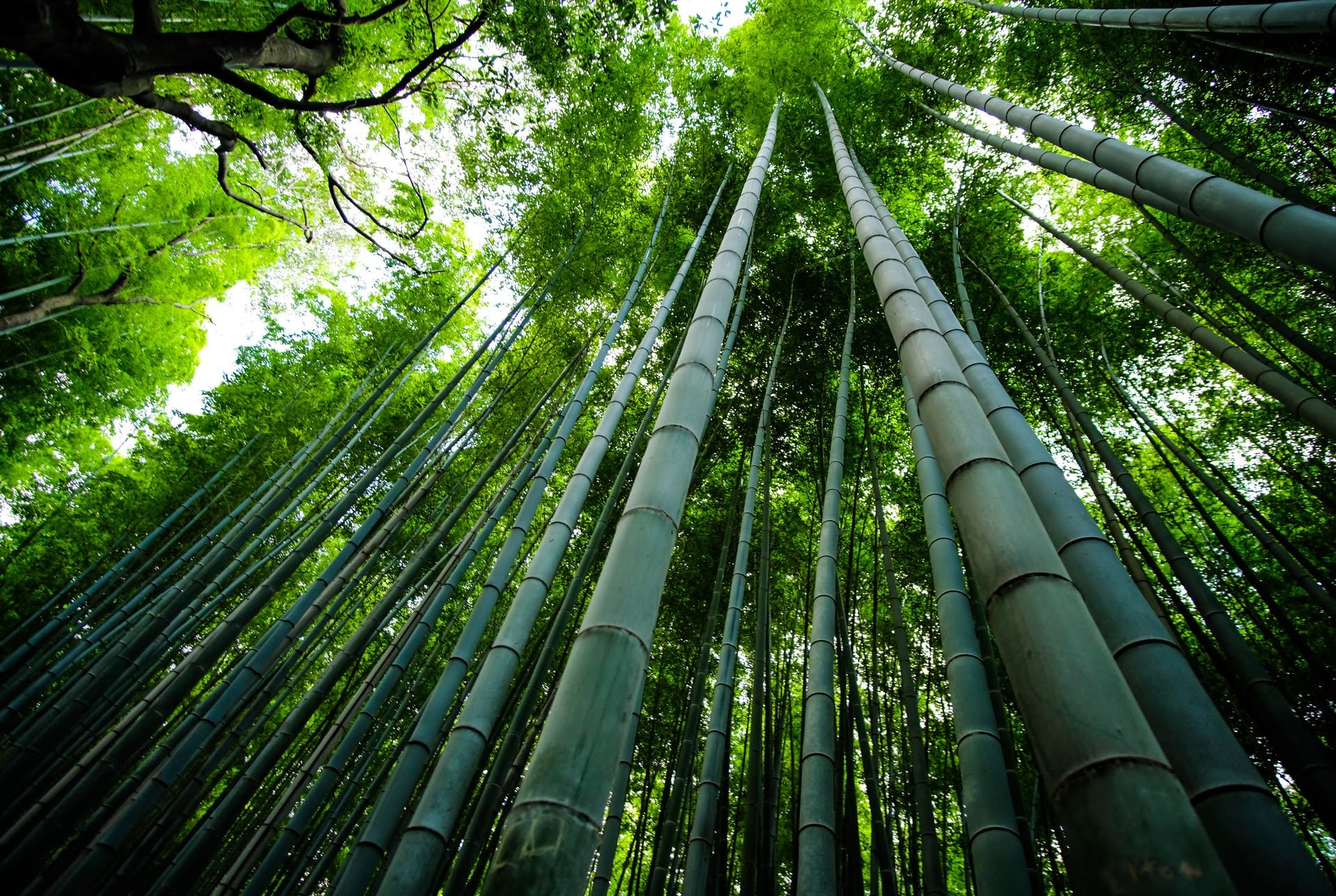 持続可能性な資源の竹