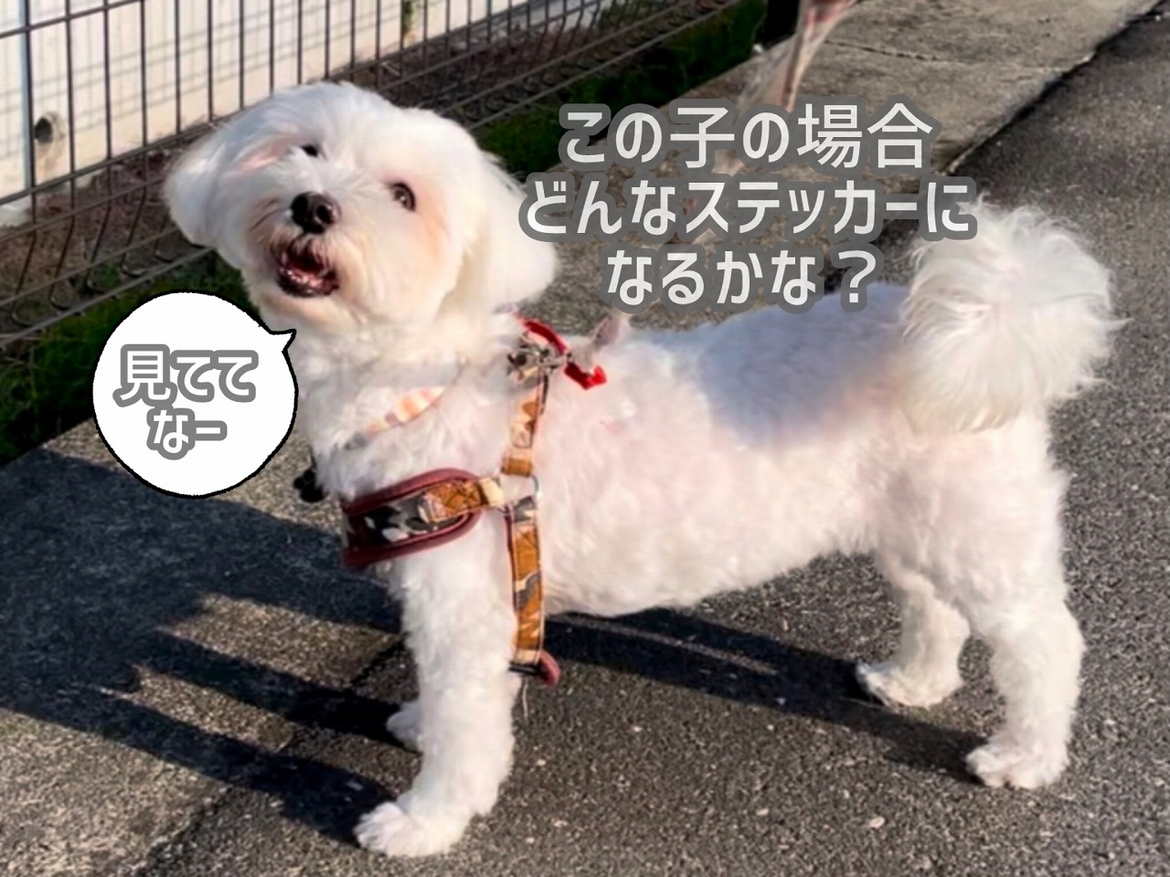 「うちの子ステッカー」の予約受付もうすぐ開始します♪