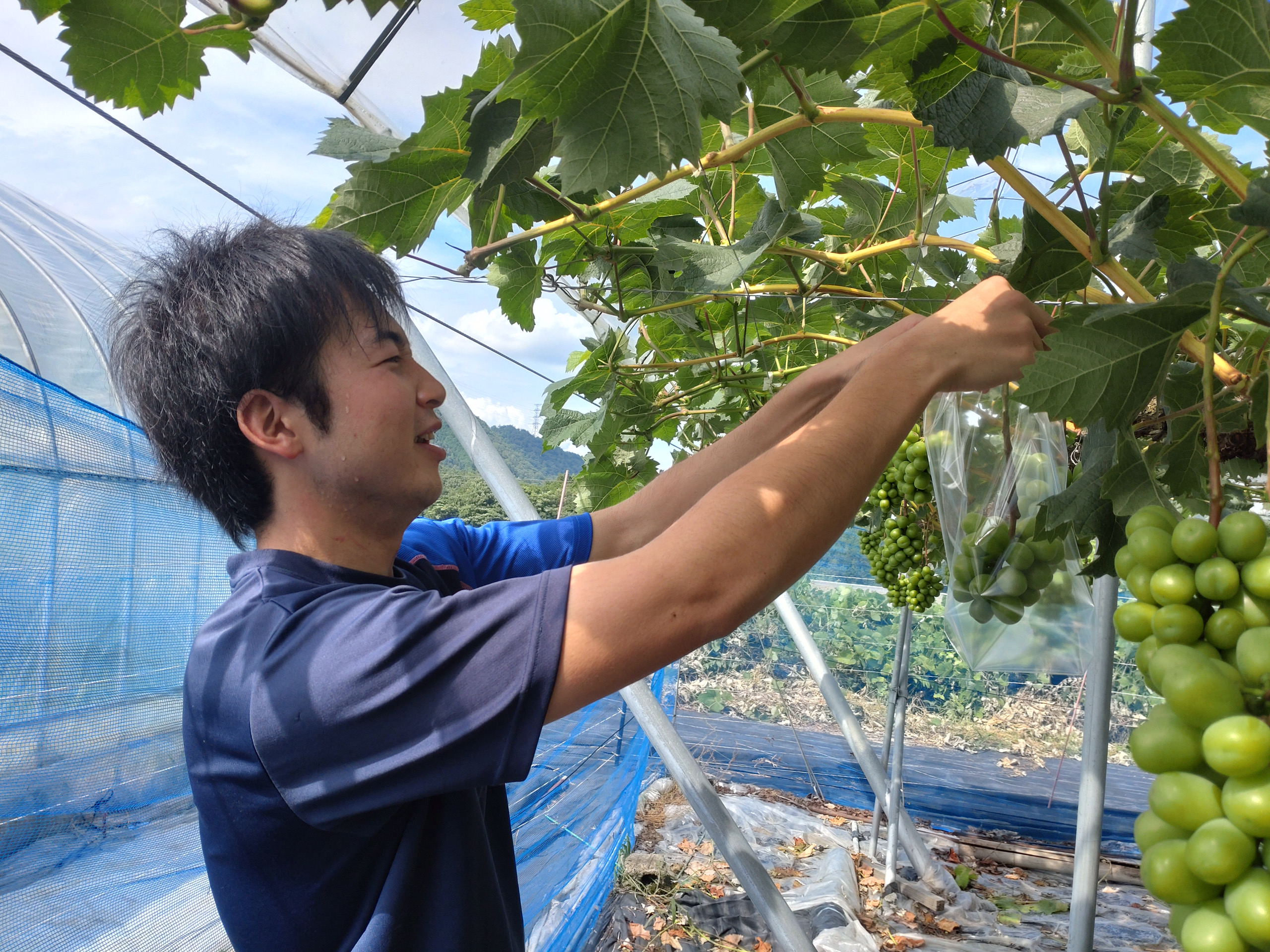 【続き】ブドウの袋がけ、病気・害虫・日焼けから守る大切な仕事