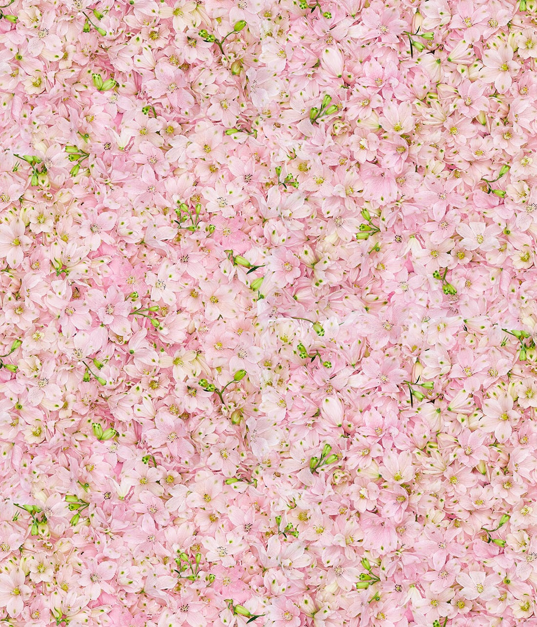 復活/純米さくらひめ美しラベル