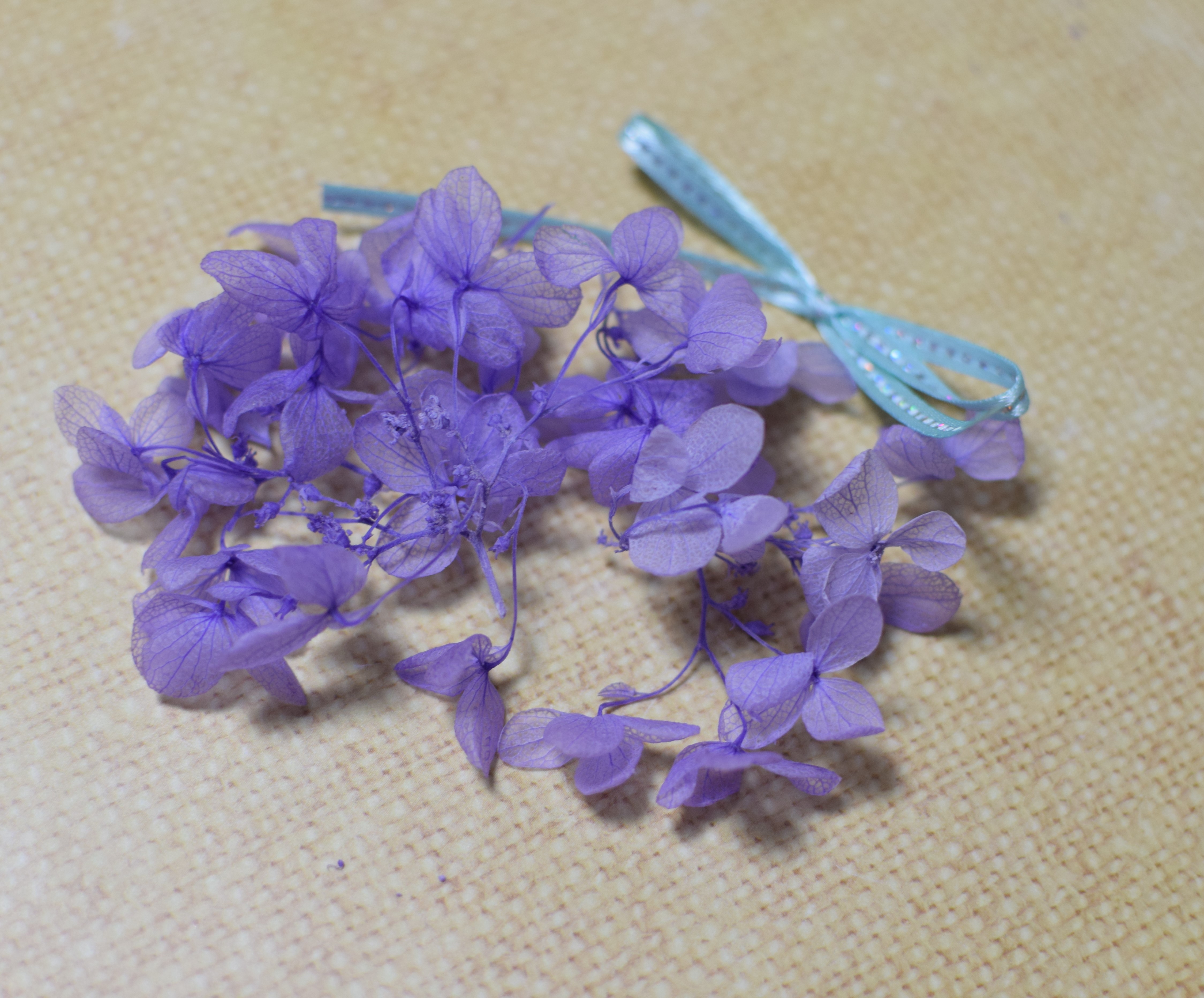 先着１０名様にプレゼントです！