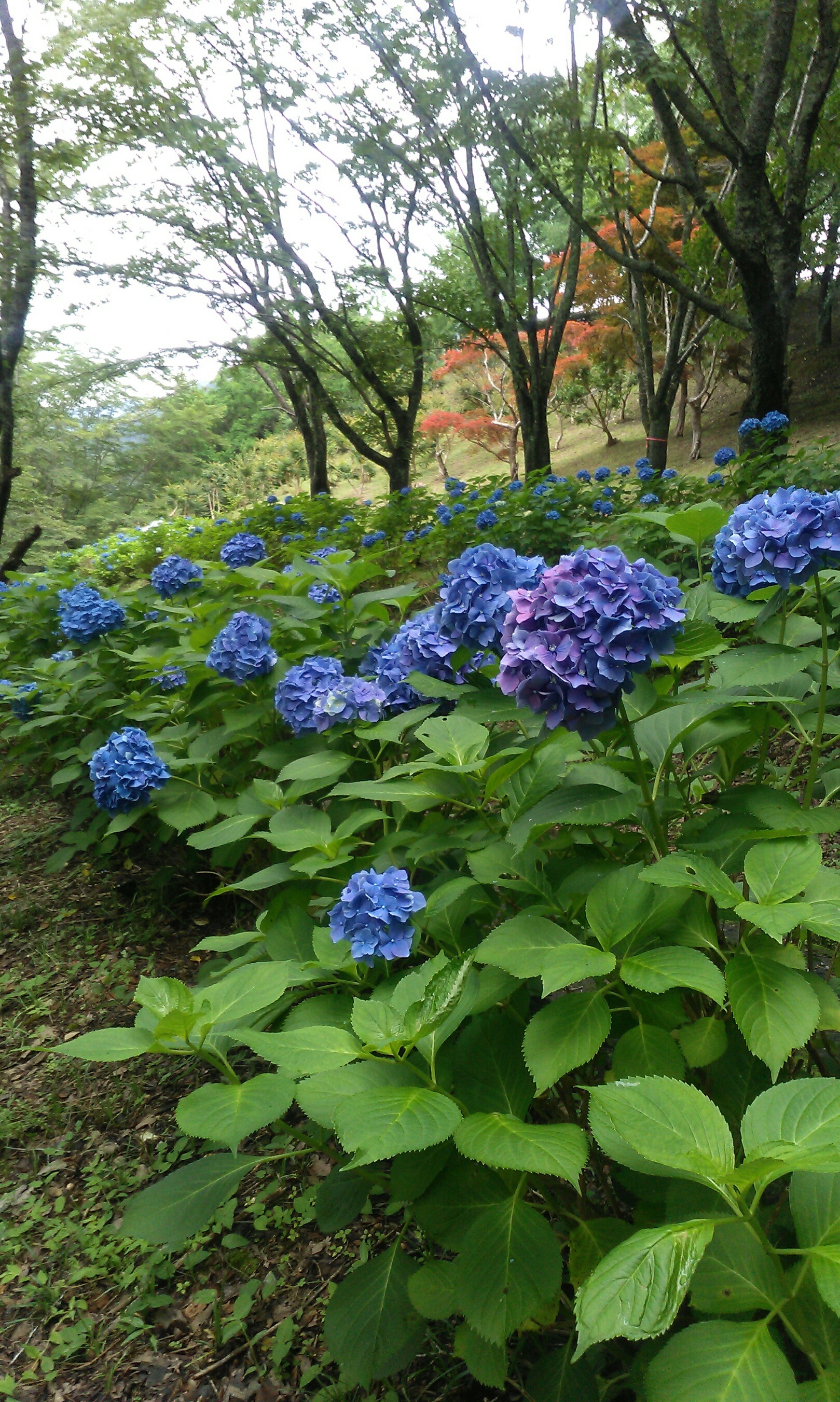 アジサイとスカイブルートパーズのピアスを作っていきます♪
