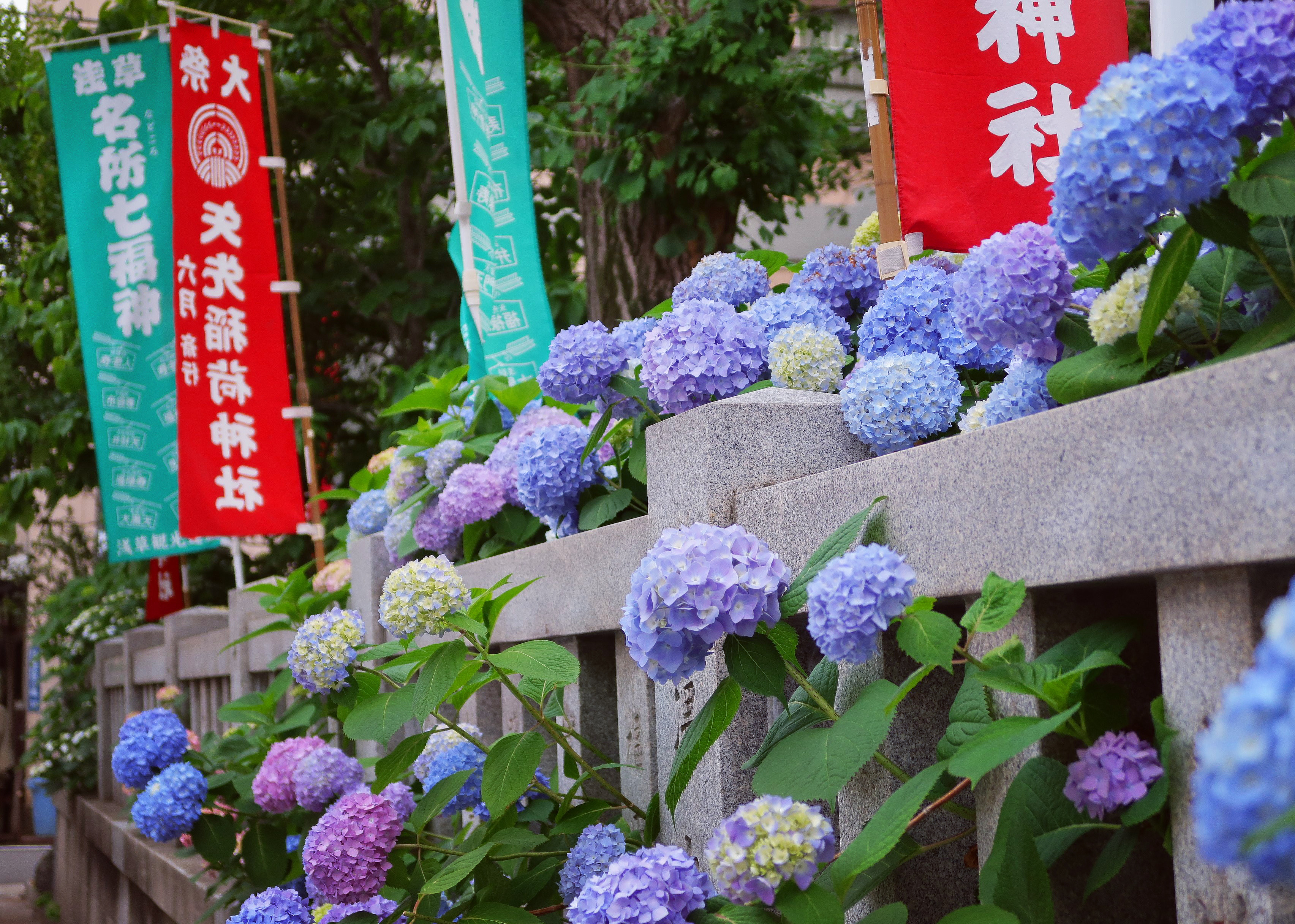 紫陽花
