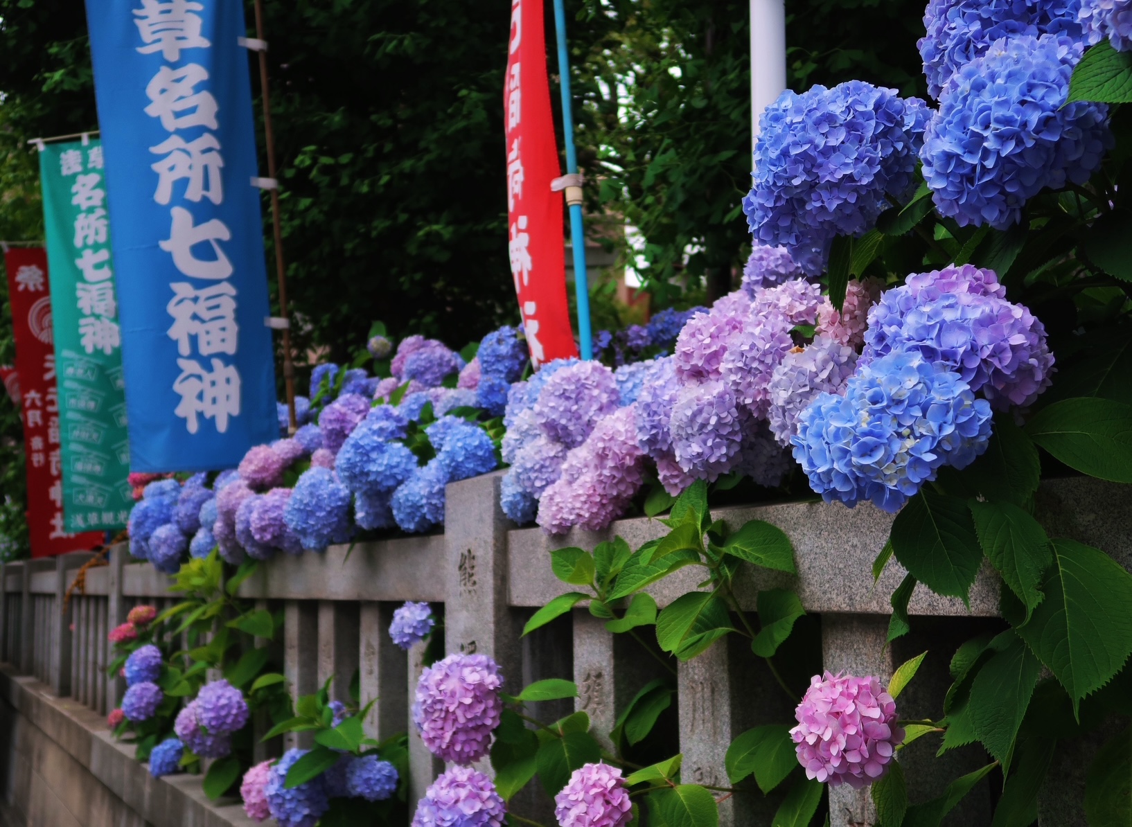 紫陽花