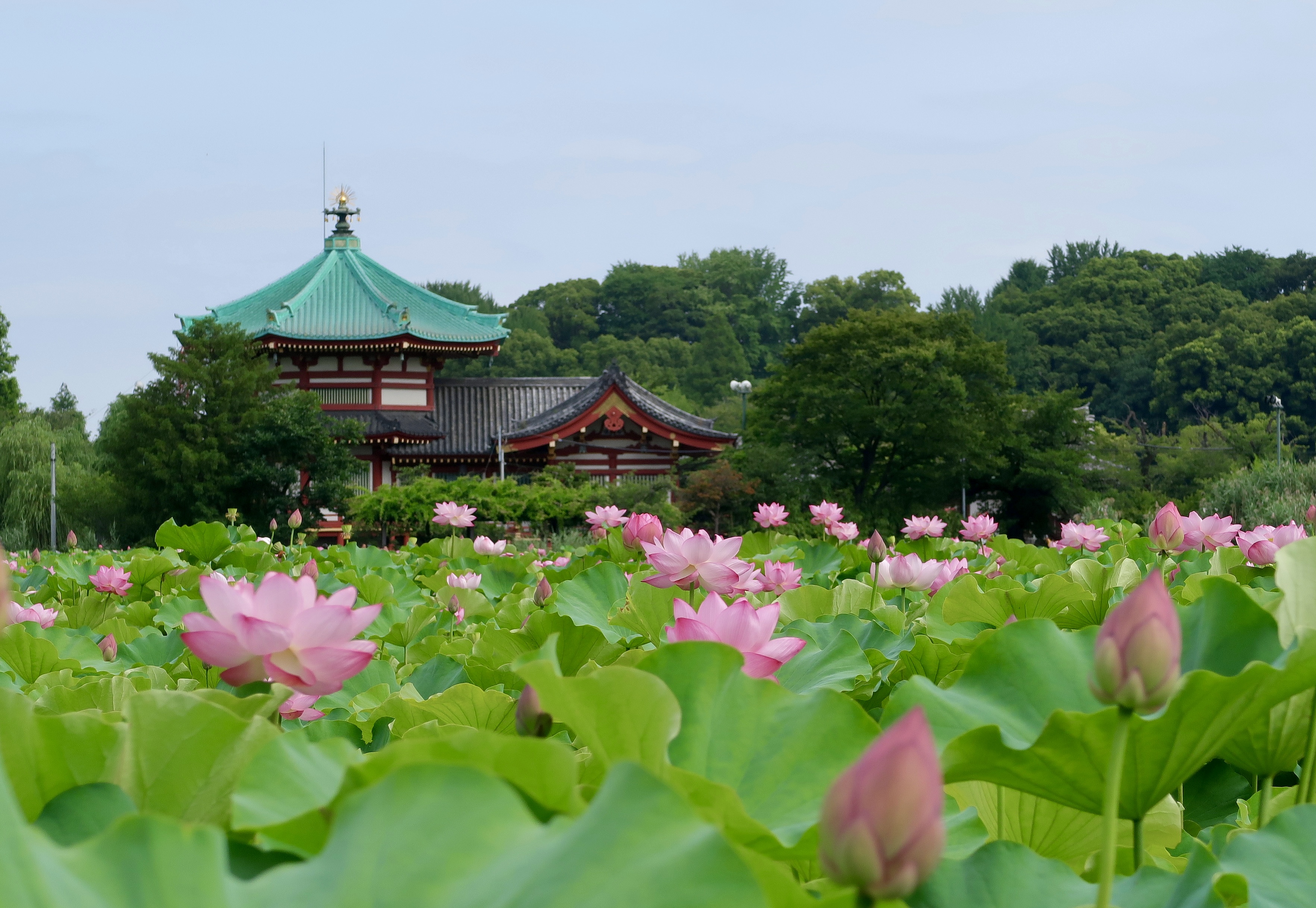 上野不忍池の蓮