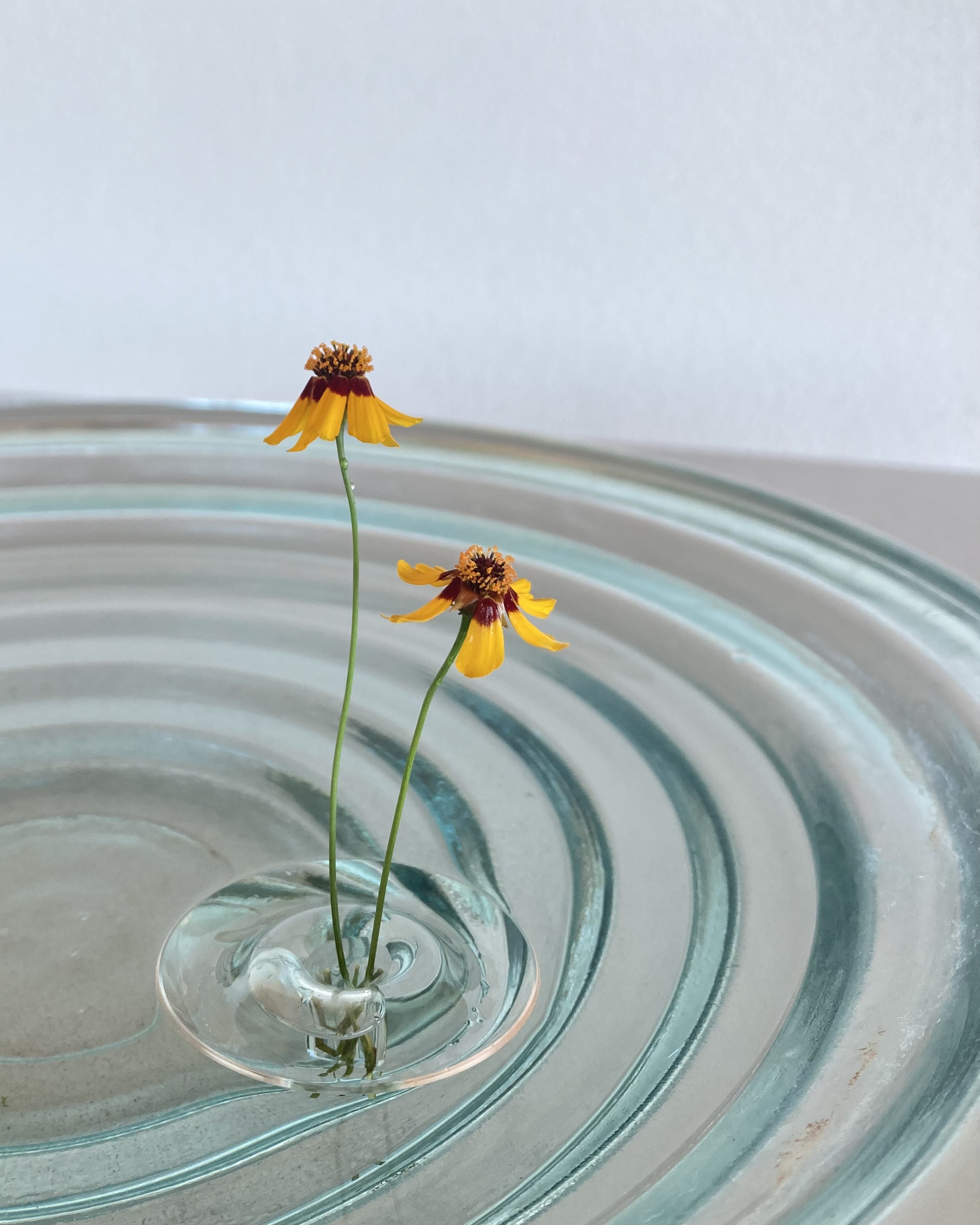 毎日の生活に、浮かべる一輪挿しで植物のやさしさを。