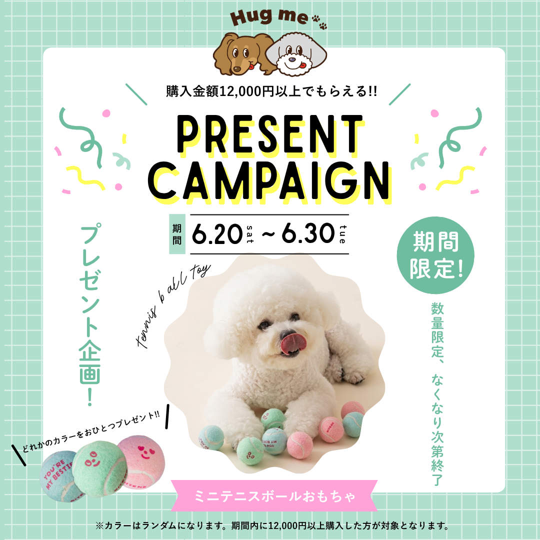 期間限定!!12,000円以上のお買い上げでミニテニスボールプレゼント🎾🐶🎁✨