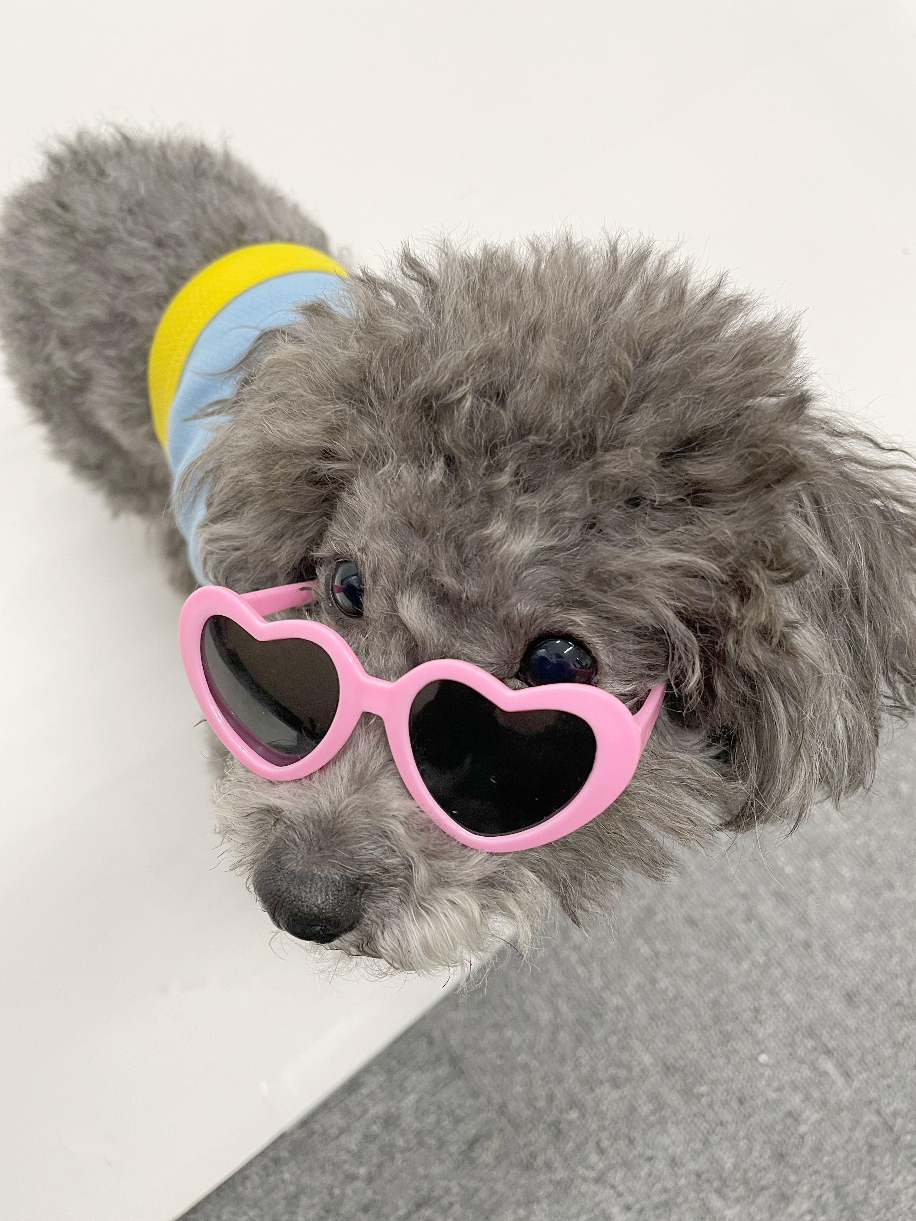 先週のNo.1はどれ？🐶みんなが注目したおもちゃTOP3大公開！(5/26〜6/1)