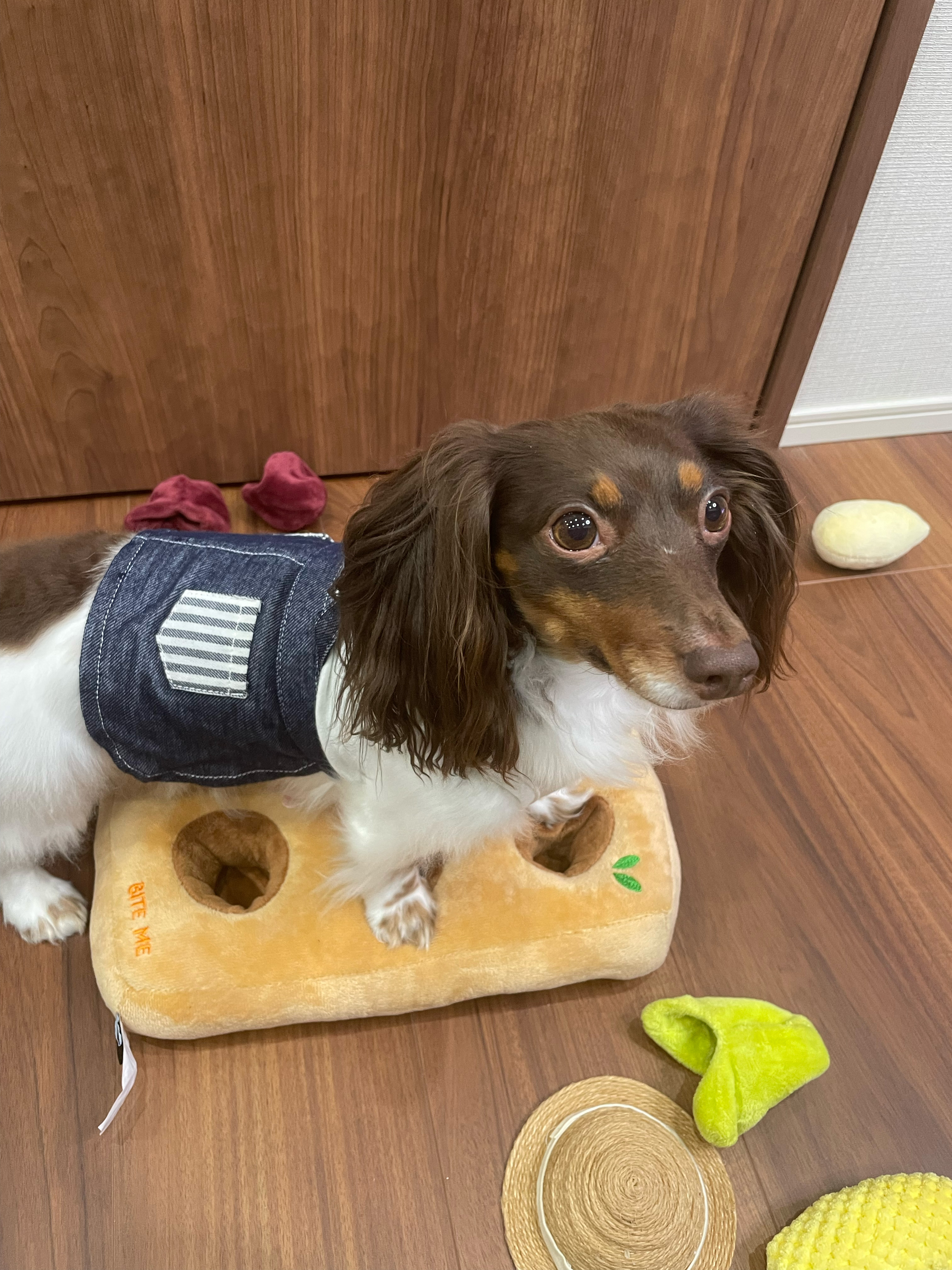 室内でストレス解消！ノーズワークの魅力とおすすめグッズ🐶✨