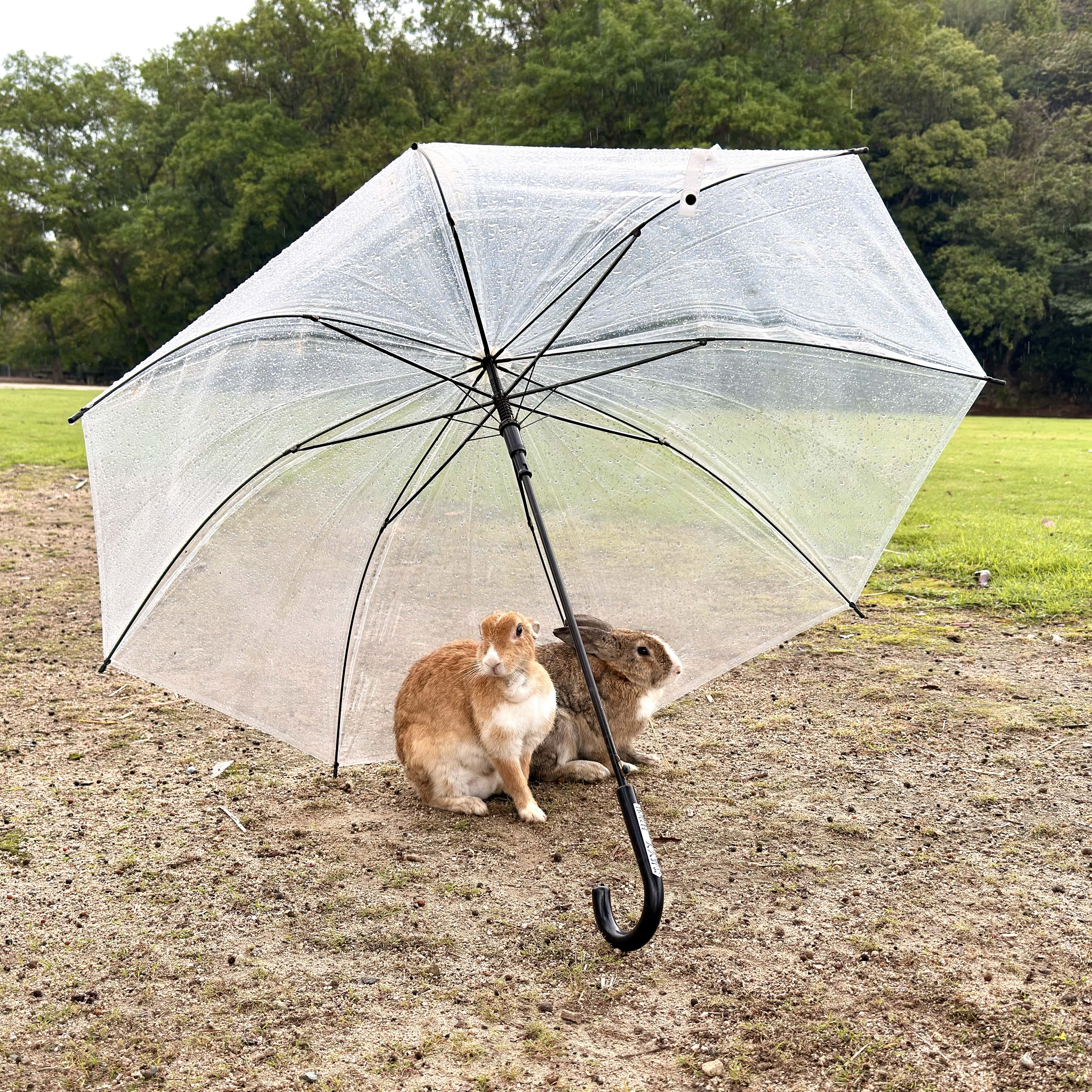 11月の焙煎日のお知らせ