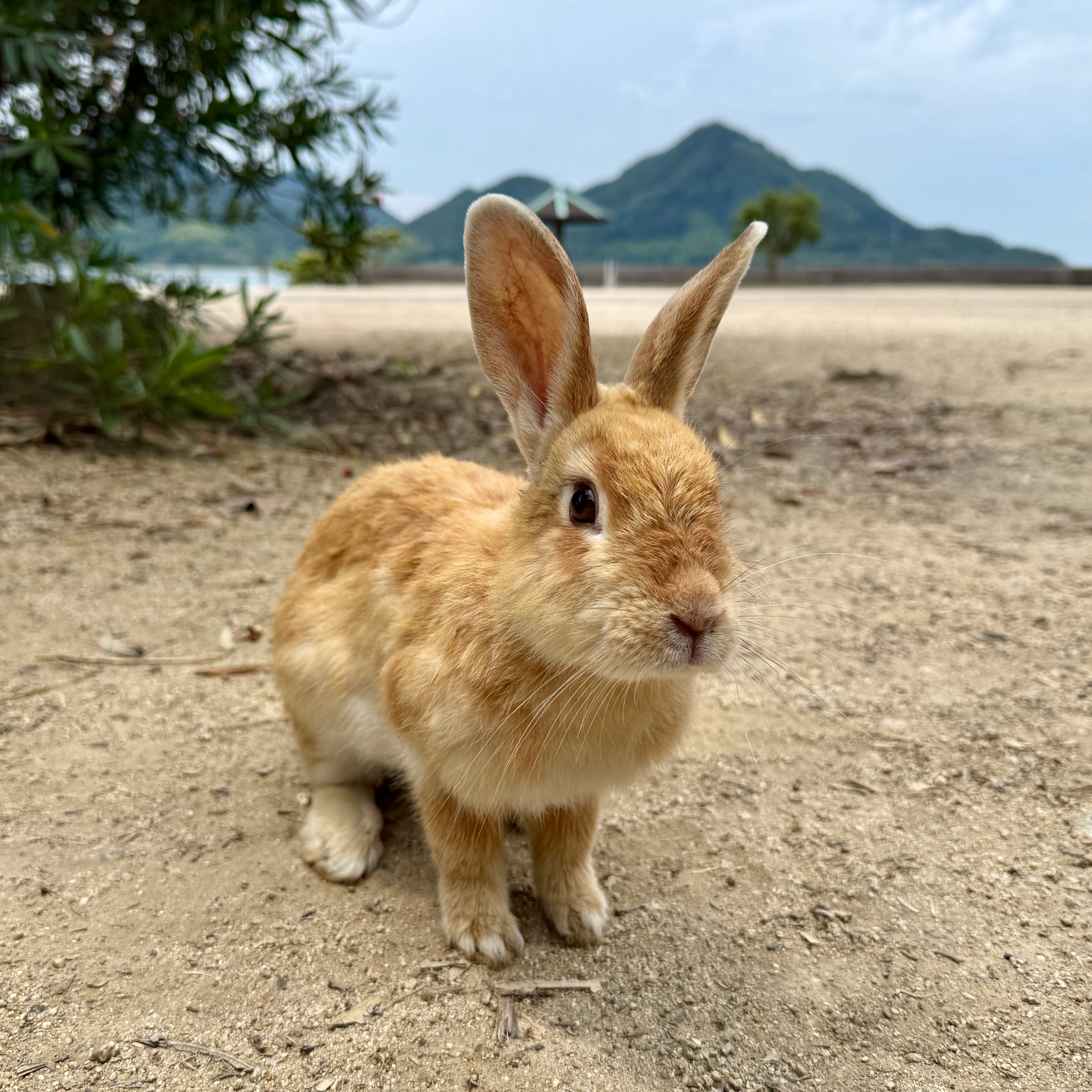 7月の焙煎日のお知らせ